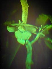 Picture of Yvette the Emerald Tree Boa
