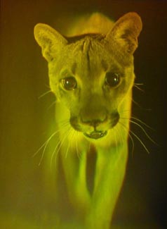 Picture of Maibu the Mountain Lion