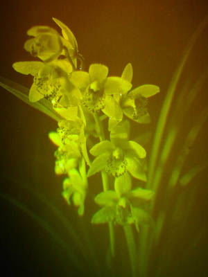 Picture of Misted Orchid