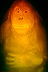 Picture two of Chuckie the Orangutan