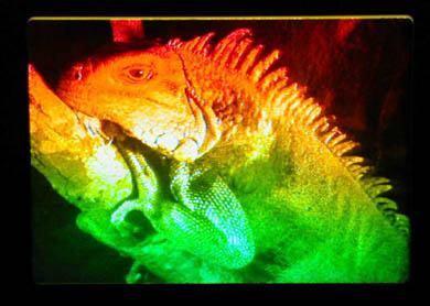 Picture of Iguana